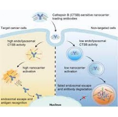  Wiley-VCH, re-use with credit to Angewandte Chemie and a link to the original article.