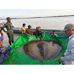 Giant freshwater stingray
 Fishbio