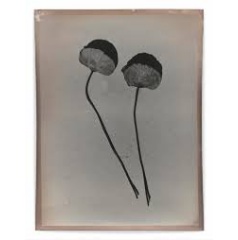 Jeff Cowen, P44, 2020-2023, gelatin silver print,  Jeff Cowen