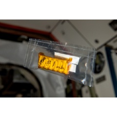 Caption:Last year, several strains of the extremophile microbes survived a trip to the International Space Station.
Credits:Credit: Warren