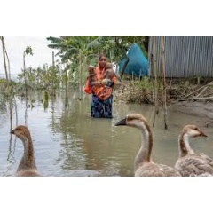 UNICEF/UNI612965/Paulash
Farida Begum, 35, with her twin daughters, Sriti and Asma, aged 1, during the monsoon flood in Kurigram on July 9, 2024.