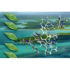 Caption:The oligocyclotryptamines were originally isolated from Psychotria leaves in New Caledonia.
Credits:Image: Jose-Luis Olivares, MIT; molecule courtesy of the researchers