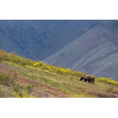 Denali National Park, Alaska. Grizzly Bear (Ursus arctos horribilis)
 Don Getty