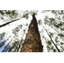 Suzano signs a long-term agreement with Marvin after successful validation of the forestry sector AI Geospatial Intelligence capabilities