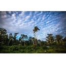 Tropical Forest Forever Facility could be a breakthrough on forest protection, but key issues need to be addressed, Greenpeace position paper
