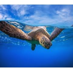 Green sea turtle
 Shutterstock / Willyam Bradberry / WWF- Sweden