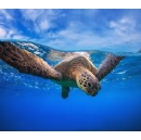 New global initiative to map blue corridors for turtles