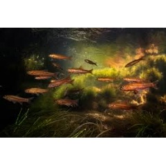 Africa’s Forgotten Fishes: One in four freshwater fish species in Africa threatened with extinction | WWF