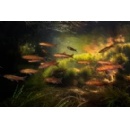 Africas Forgotten Fishes: One in four freshwater fish species in Africa threatened with extinction