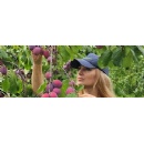 UK plum revival gathers momentum with annual yield set to double this year