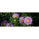 Major aster revival as Victorian favourite becomes UKs fastest growing bouquet