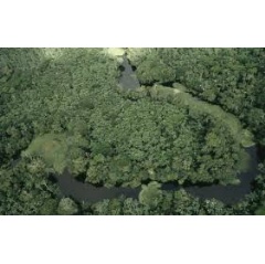 Aerial view of the Varzea flooded forest during the rainy season between the Amazon river and the Rio Negro in Amazonas, Brazil.
 Michel Roggo / WWF-Cano