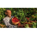 A Clear Business Case for Regenerative Coffee