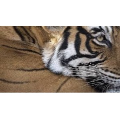 Portrait of a tiger
 Richard Barrett / WWF-UK