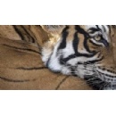 Analysis of 12 tiger range states highlights urgent need for legislative reform to reduce threats to the worlds tigers