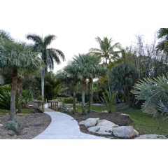Cycad Garden at Flamingo Gardens in Florida