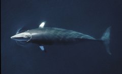 Minke whale
 WWF-Canon