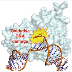 After the DNA polymerase (gray molecule in background) inserts a damaged nucleotide into DNA, the damaged nucleotide is unable to bond with its undamaged partner. (see complete image caption below)