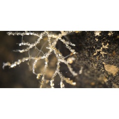 A polymetallic nodule with an attached bryozoan, a filter-feeding animal that lives in colonies. Credit: A Glover, T Dahlgren, H Wiklund