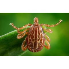 A new EEID-funded project at at Old Dominion University will study tick-borne Rickettisial pathogens.
Credit: James Gathany