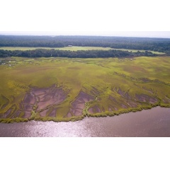 A salt marsh die-off on Sapelo Island at NSF’s Georgia Coastal Ecosystems LTER site.
Credit: NSF Georgia Coastal Ecosystems LTER Site