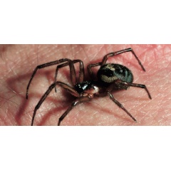 The cupboard spider (Steatoda grossa) is one of the three most common false widow species in the UK. Its body is usually between 4.5 to 10 millimetres long. © thatmacroguy/ Shutterstock