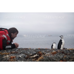 Javier Bardem and chinstrap penguin - 
Credit:  Christian slund / Greenpeace