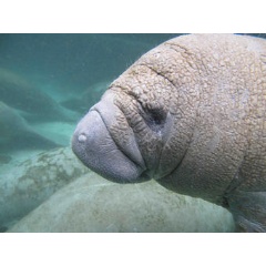 A curious manatee calf approaches as the USGS Sirenia Project conducts fieldwork at Crystal River National Wildlife Refuge, Florida. Credit: Bob Bonde, USGS. Public domain.