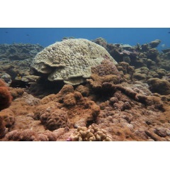 Corallimorphs are a type of invasive anemone that typically thrives in coral reefs that have been degraded by environmental or man-made disturbances. (Credit: Thierry Work, USGS)