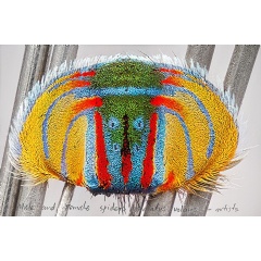 Maria Fernanda Cardoso, On the Origins or Art – Actual Size II Maratus Volans Abdomen 2016. Tate and the Museum of Contemporary Art Australia, purchased jointly with funds provided by the Qantas Foundation 2018
