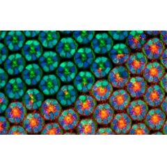 Structural complexity emerges during the development of a fruit fly’s eye. The fruit fly, or Drosophila, is one of the organisms that the NSF-Simons Center for Quantitative Biology at Northwestern University will study. Credit: Northwestern Universit