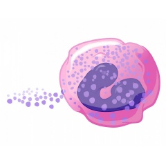 Illustration of an eosinophil. NIAID