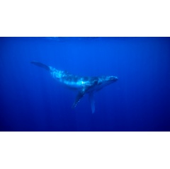Humpback Whale Documentation
Humpback Whales swim underwater, just off the coast of Tonga. Credit:
 Greenpeace / Paul Hilton