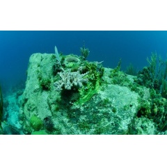 A colony of the coral Orbicella annularis with encroaching algae, 10 months after Hurricane Irma.
Credit: Peter Edmunds