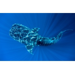 Whale Shark in Cenderawasih Bay
Credit:
© Paul Hilton / Greenpeace
