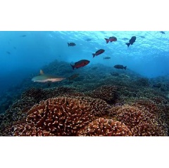 Microbes surrounding coral reefs change in sync by day and by night, scientists have found.
Credit: Brian Zgliczynski