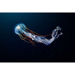 Scyphozoan Jellyfish
 Alexander Semenov