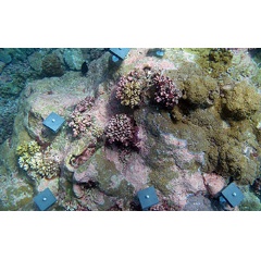 In the study, researchers counted the number of baby corals that settled on a reef.
Credit: Nichole Price/Bigelow Laboratory for Ocean Sciences