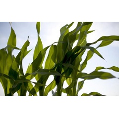 A new study reveals genetic differences that influence how corn responds to concentrations of ozone.

Credit: Don Hamerman