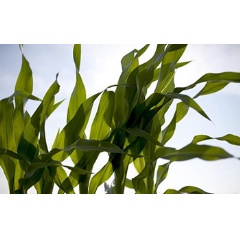 A new study reveals genetic differences that influence how corn responds to concentrations of ozone.
Credit: Don Hamerman