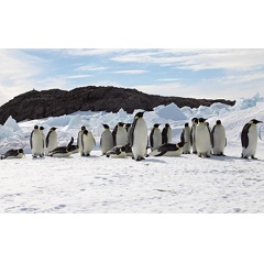 The fate of emperor penguins is largely tied to sea ice, leaving them vulnerable to climate warming.

Credit: Stephanie Jenouvrier, WHOI