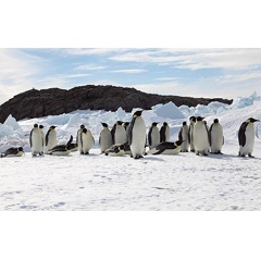 The fate of emperor penguins is largely tied to sea ice, leaving them vulnerable to climate warming.
Credit: Stephanie Jenouvrier, WHOI