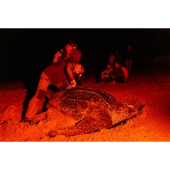GPS Beacon Set on Leatherback Turtle in French Guiana
Credit:
 Jody Amiet / Greenpeace
