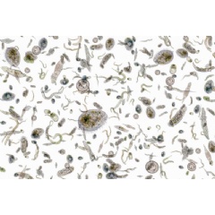 Iron is an essential nutrient for phytoplankton growth, but a new study finds that artificially pumping vast amounts of iron into the oceans won’t bump up the microbes’ populations, or their capacity to sequester carbon dioxide.