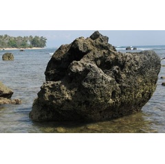Fossil coral from Indonesia were used to reconstruct Indian Ocean Dipole variability.
Credit: Nerilie Abram, Australian National University
