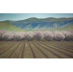 Almond trees in California’s San Joaquin Valley produce 80% of the world’s almond supply.

Credit: Steven Davis / UCI