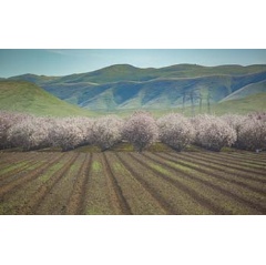 Almond trees in California’s San Joaquin Valley produce 80% of the world’s almond supply.
Credit: Steven Davis / UCI