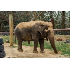 Photo credit: Adam Mason, Smithsonians National Zoo