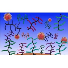 In this graphic, coronaviruses interact with mucus proteins on a human cell surface.
Credit: Zachary Clauss and Jessica Kramer/University of Utah