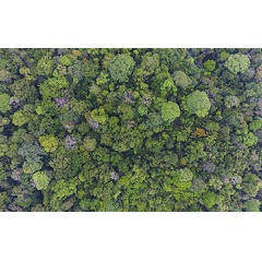 Some 300 tree species grow in 120 acres of old-growth forest at Barro Colorado Island, Panama.
Credit: Christian Ziegler